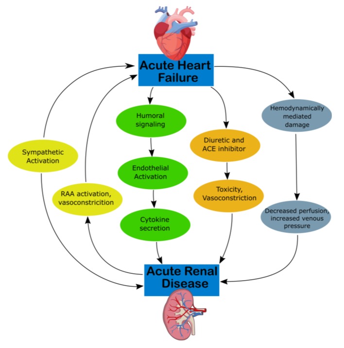 An Update on the Pathophysiology and Treatment of Cardiorenal Syndrome